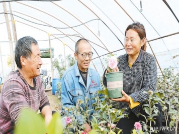 驻马店花卉产业 助力乡村振兴致富