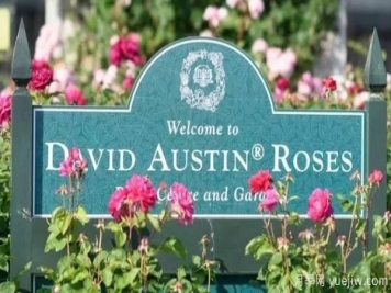 英国大卫奥斯汀培育有哪些比较出名的月季品种？