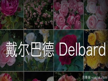 月季育种家：法国戴尔巴德月季公司(Delbard)