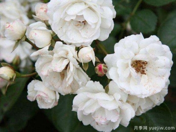 白卧龙月季