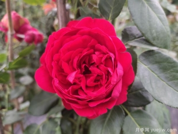 推荐10个花期最长的藤本月季品种