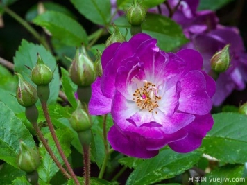 蓝蔓月季/蓝色紫罗兰月季