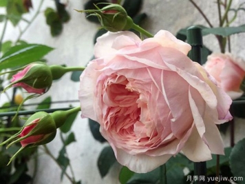 威廉莫里斯月季的优缺点是什么？