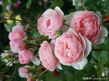 威廉莫里斯月季，灵动杏粉色，多季节开花