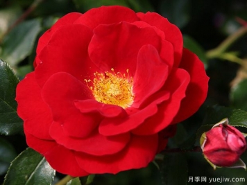 卡拉乔月季的优缺点是什么？
