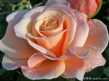 快乐的一天月季的优缺点是什么？