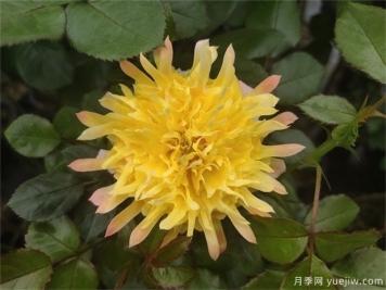 烟花波浪月季