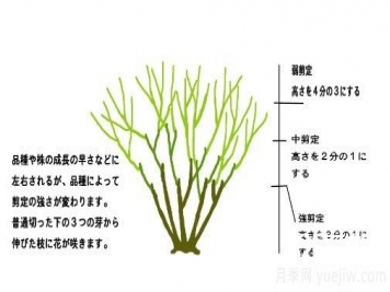 月季花冬季的修剪方法图解