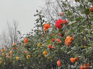 严冬月季花盛开，杭州高架月季实现超长待机