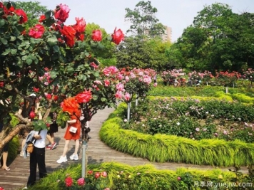 月季名园：上海植物园月季园
