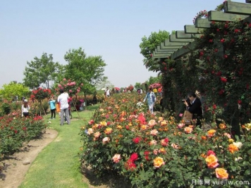 月季名园：上海辰山植物园月季园