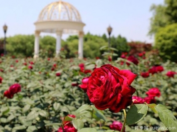 太仓月季市花文化和景观图集