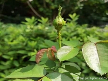 月季常见三类虫害识别及防治
