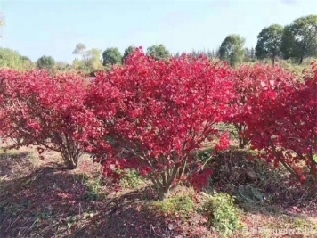 想通过彩叶苗木赚钱，哪些苗木品种最畅销