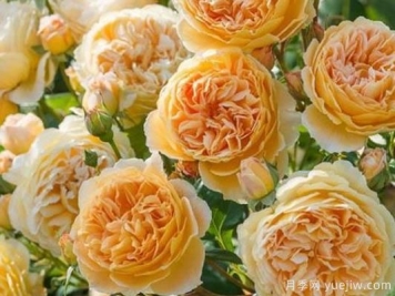大花香水月季的养护方法，分享10种花香飘满屋
