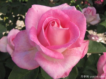 粉色庆典月季的优缺点是什么？