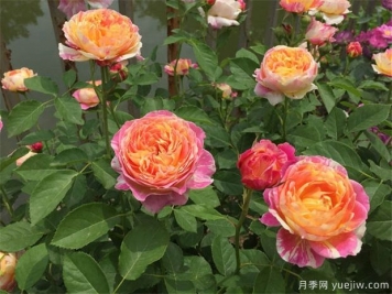 月季花虫害的治疗方法
