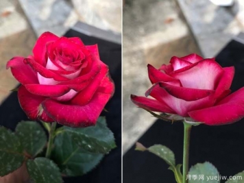 守车月季的优缺点是什么？