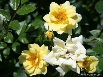 柠檬飞溅月季