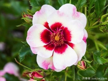 温柔巴比伦眼睛月季的优缺点是什么？