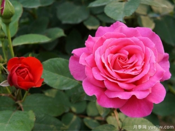 花卉苗木交易中怎么区分一级苗和二级苗？