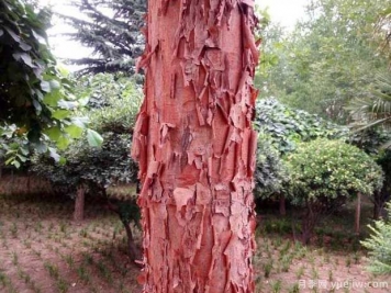 血皮槭的图片特点和种植养护