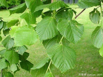 椴树的图片特点和种植养护