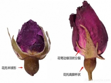 玫瑰月季蔷薇，市场上还能找到纯种玫瑰吗？