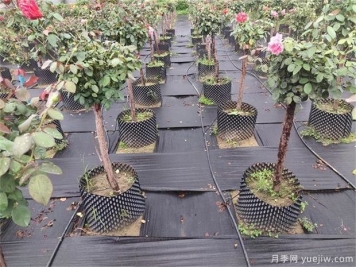 育苗容器影响植物生长吗？树状月季是否适合容器苗？