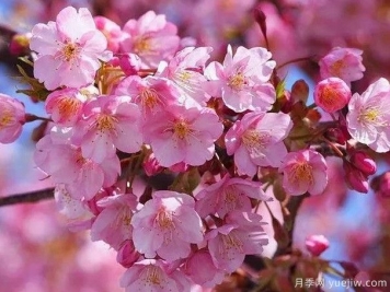 园林绿化中常见的樱花品种主要有哪些？