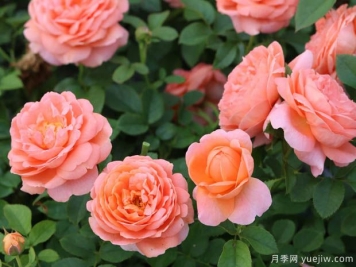 渔歌月季