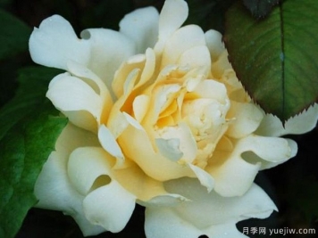 女王波浪月季/女王褶边月季