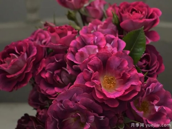 发卡瓦莱塔月季介绍和优缺点