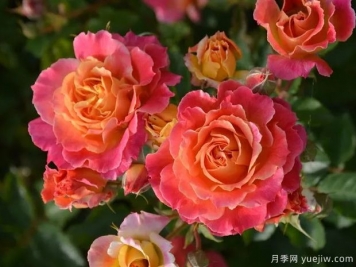 热烈月季