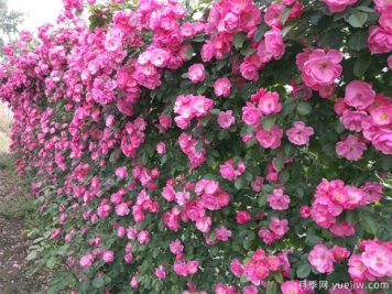 藤本月季和蔷薇有什么不同?