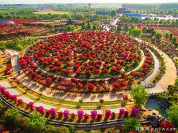 南阳月季花开全球，南阳月季基地拟建特色小镇