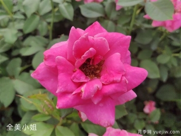 全美小姐月季