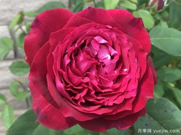 詹尼斯月季的优缺点是什么？