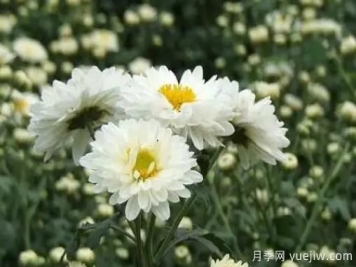 白菊花怎么养？菊花栽培注意事项