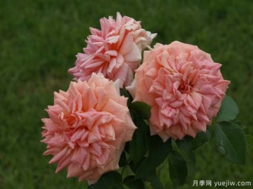 克尼斯纳月季的优缺点是什么？