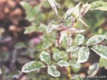 花木白粉病的防治方法及技术要点