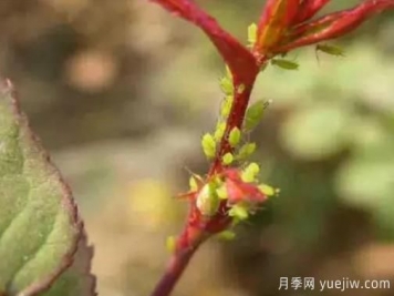 花木蚜虫防治技术分享