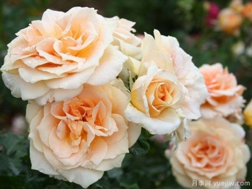 邓恩迪尔月季DunnDeal