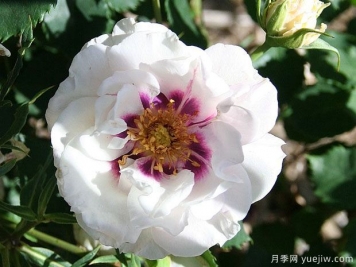 活泼先生月季