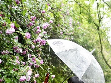 重庆涪陵月季花开 雨中绽放别有韵味
