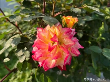 藤彩虹月季