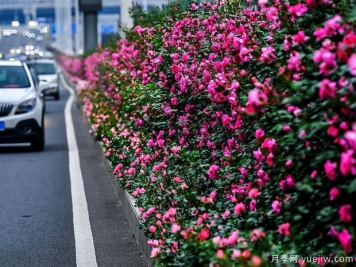 湖北武汉二环月季开放，48公里全线成景观花海大道