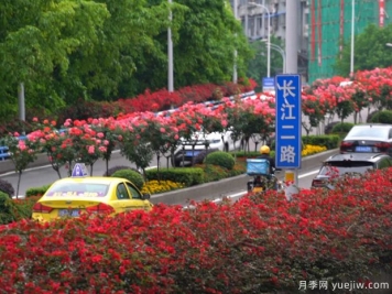 四月月季花美丽 装扮重庆立交桥