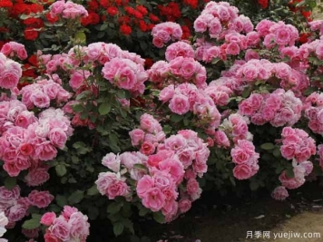 约定月季