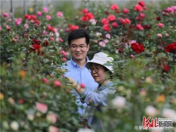 廊坊固安：月季产业带动乡村振兴